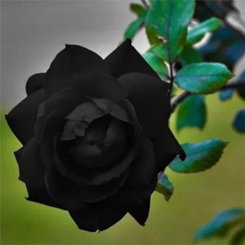 10 Jet Black Rose Seeds Flower Bush Perennial Shrub Flowers
