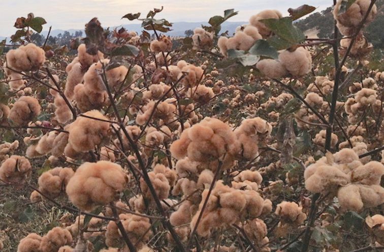 25 BROWN COTTON Gossypium Seeds USA Seller Shipper Best Price