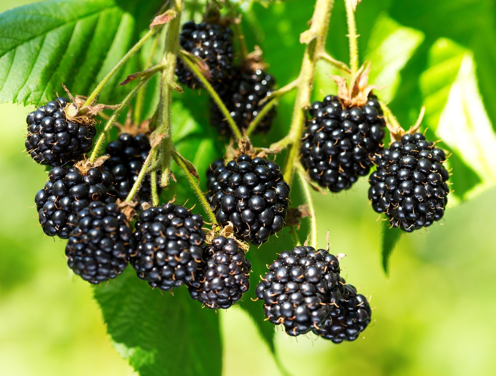 Ponca Blackberry Thornless Plants, 2 years old, 1 gallon potted. Shipping Now!