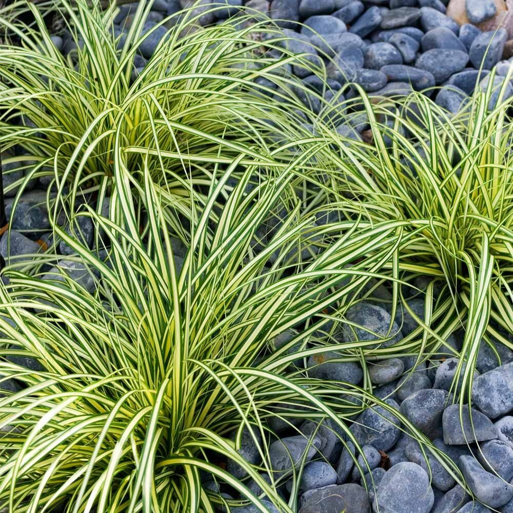 Variegated Sedge Grass Carex Evergold Excellent With Burgundy Plants
