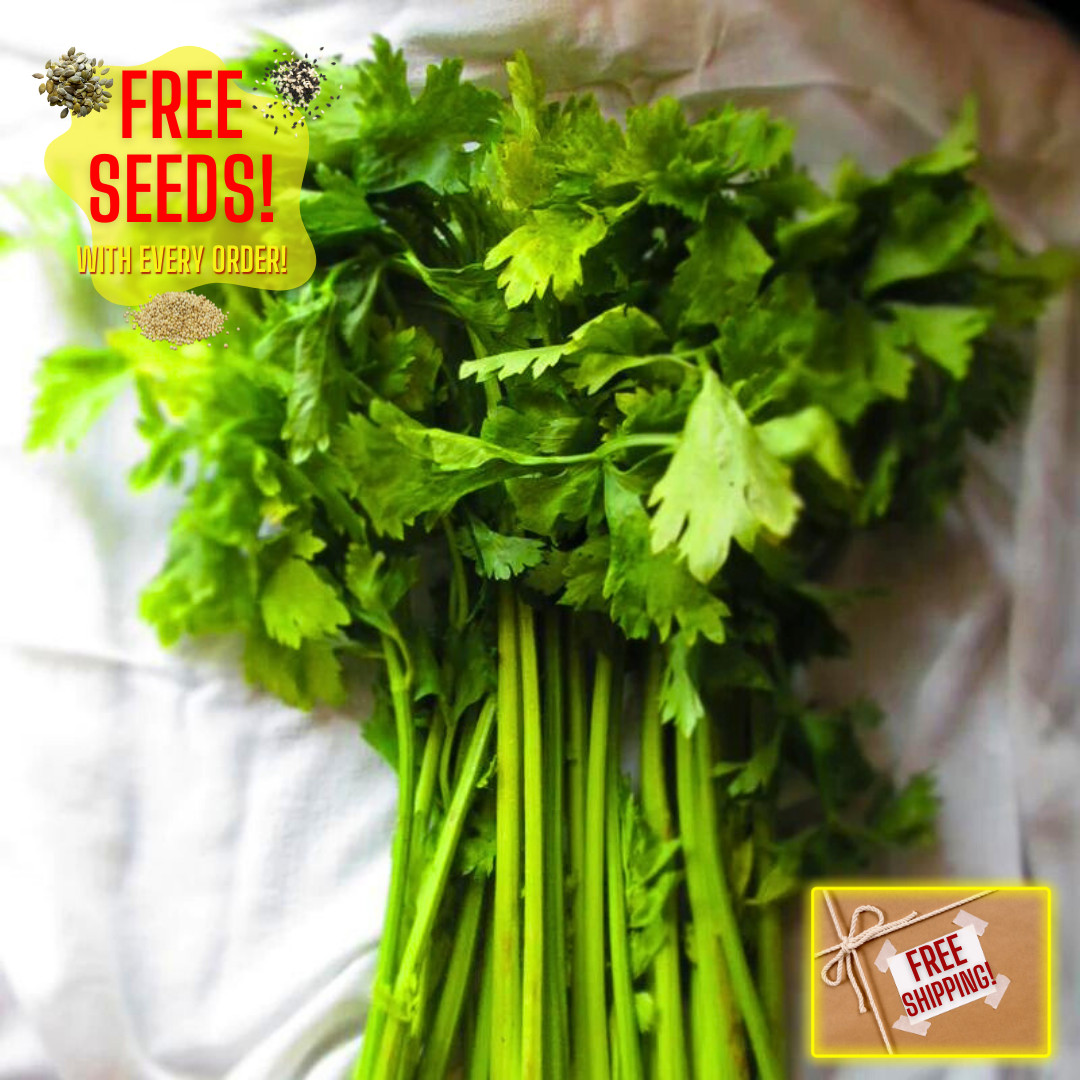 Fresh Chinese Celery Seeds | Yellow Stem | Heirloom Non-GMO | Asian Vegetable