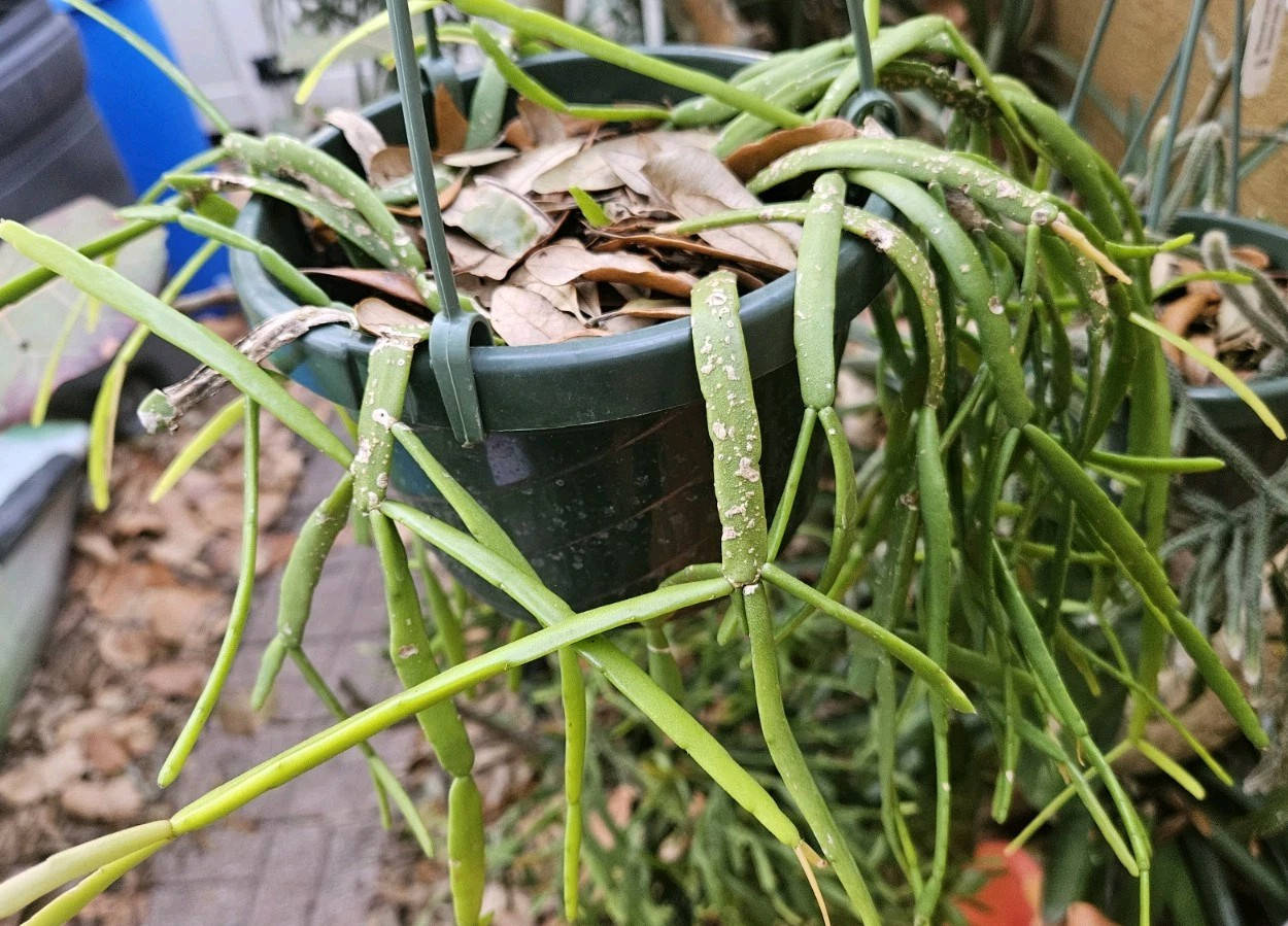 Rhipsalis micrantha SEL77-2732- Hard to Find- 4 cuttings of 4 inches each.