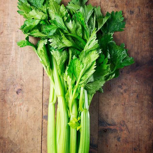 3000 Tall Utah Celery Seeds Non-GMO USA Seller