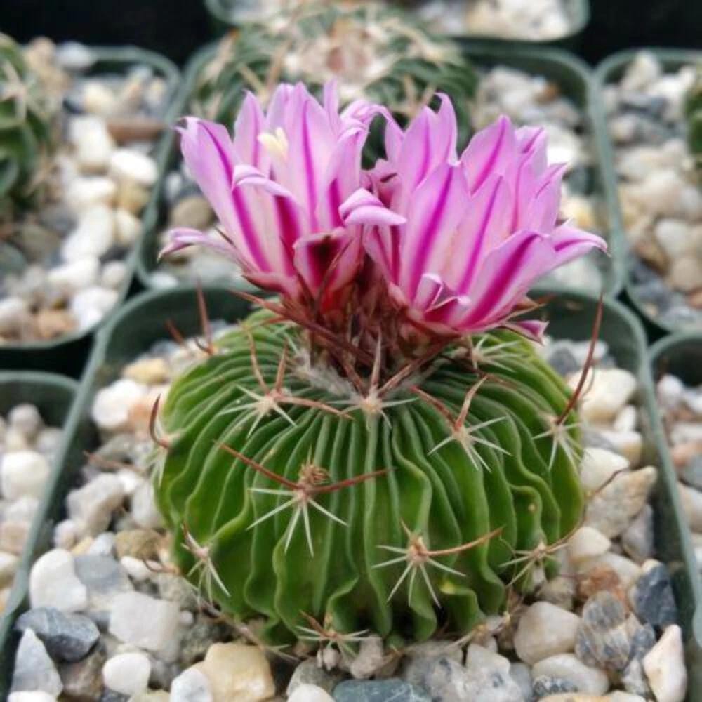 Stenocactus Multicostatus Brain Cactus Live Plant With Flower Pot