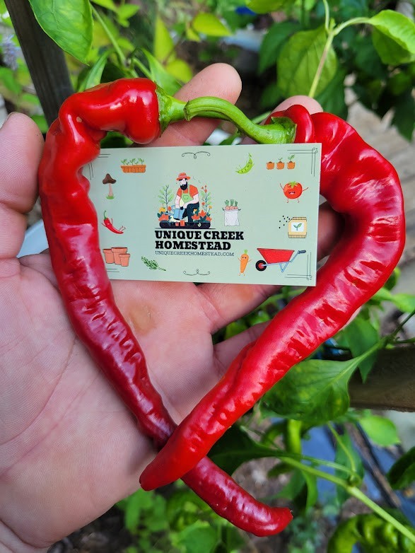Hangjiao HJ8 Total Eclipse Pepper 10 Seeds HOT Chili 1,000-8,000 Scoville SHU