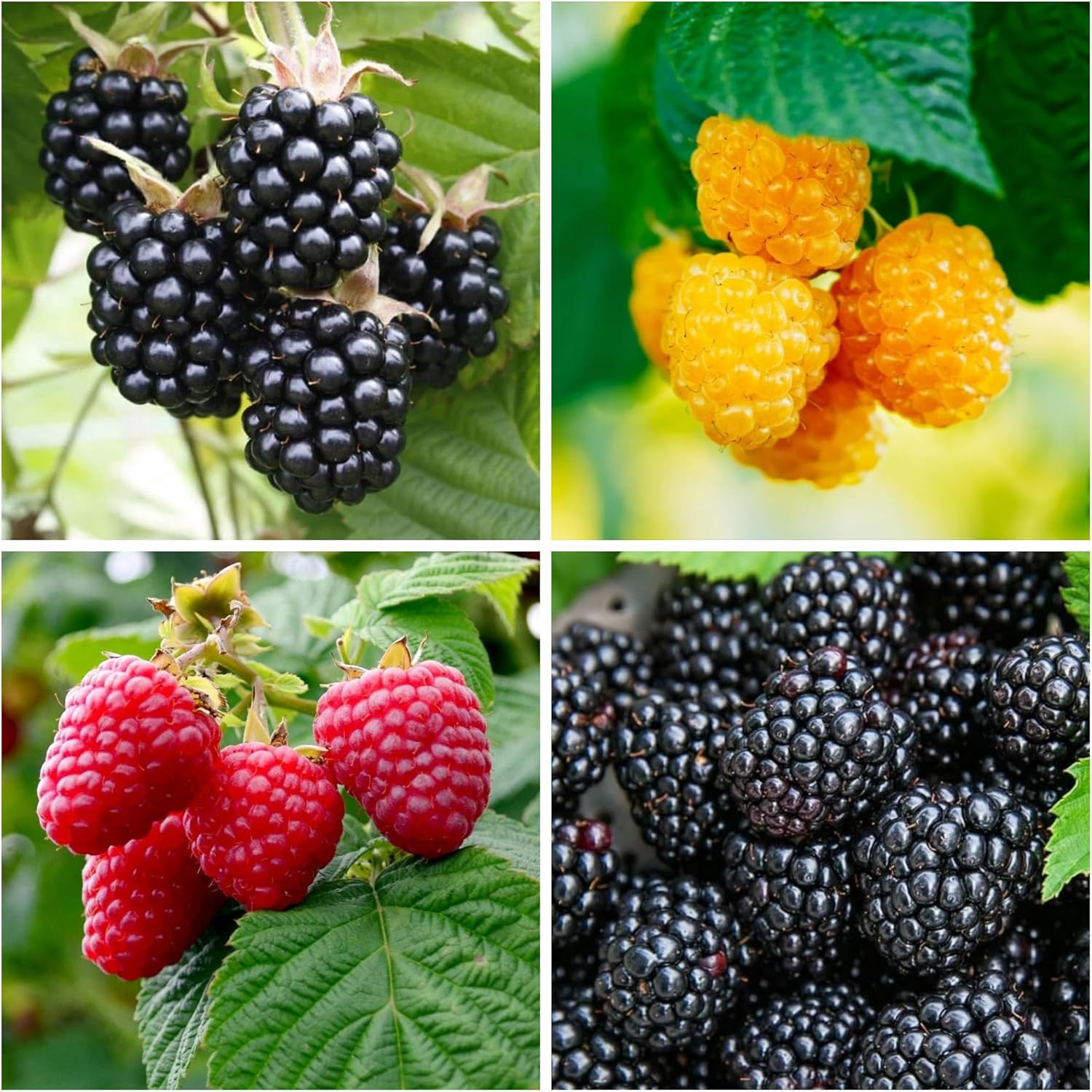 600+ Mix Color Raspberry Seeds for Planting – Non-Gmo Heirloom Fruit Seed for Ho