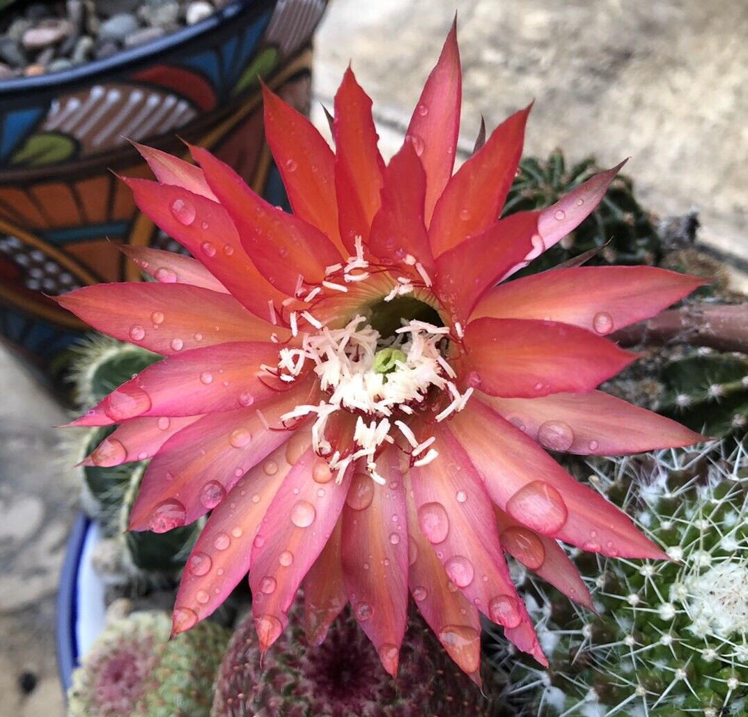 Echinobivia ‘Rainbow Bursts’ Hybrid, Comes in a 3.5″ Pot