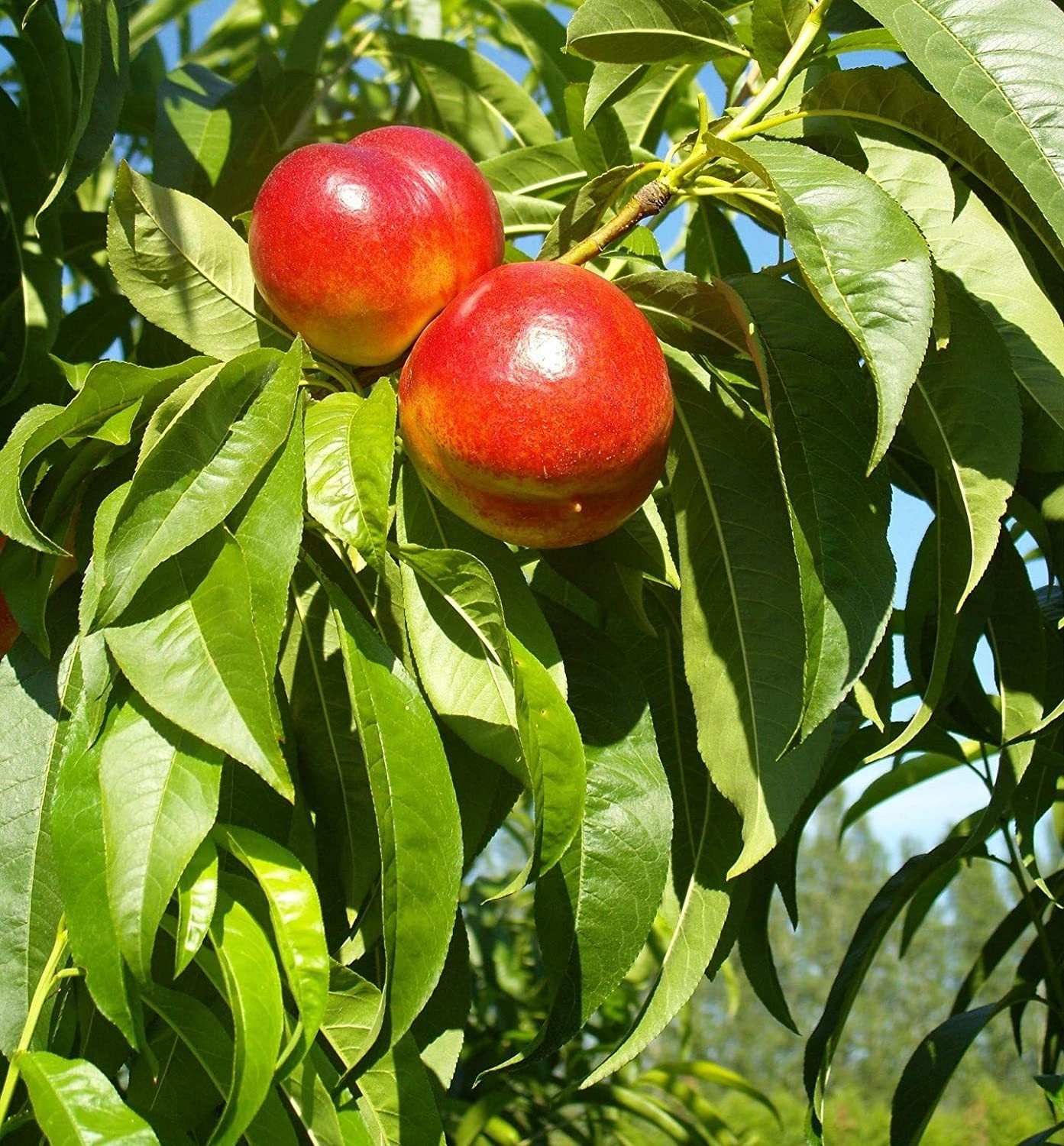 1 Red Gold Nectarine grafted, edible fruit tree . Zones 5-8. Self Pollinizing
