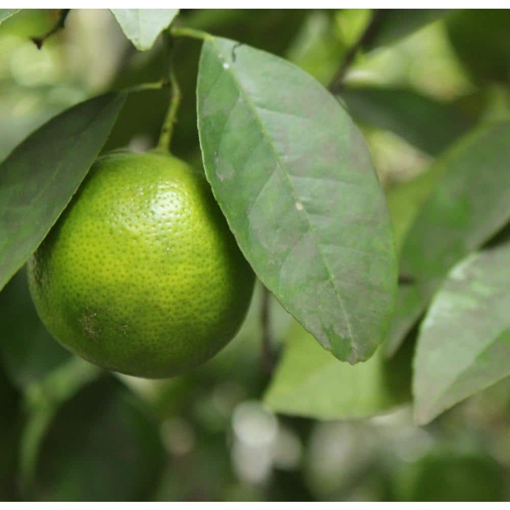 #3 Container Thornless Mexican Key Lime Semi-Dwarf Evergreen Tree