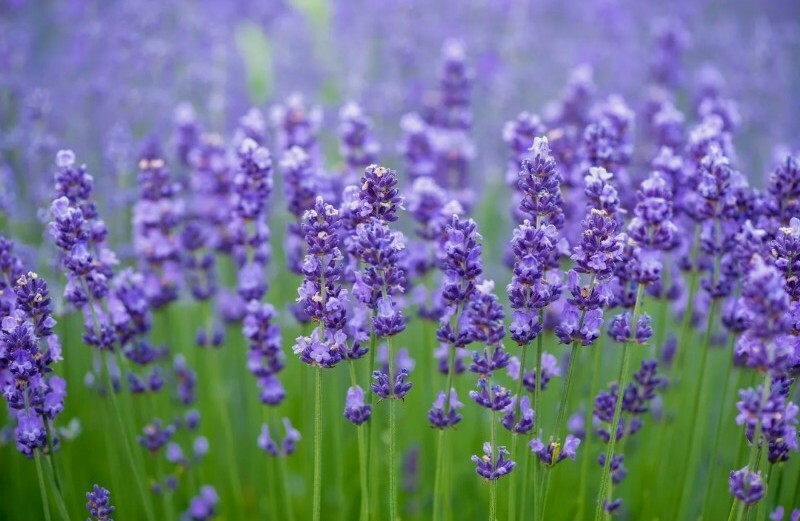 LAVENDER SEEDS Lavandula angustifo 50+ SEEDS MOSQUITO REPELLENT USA!