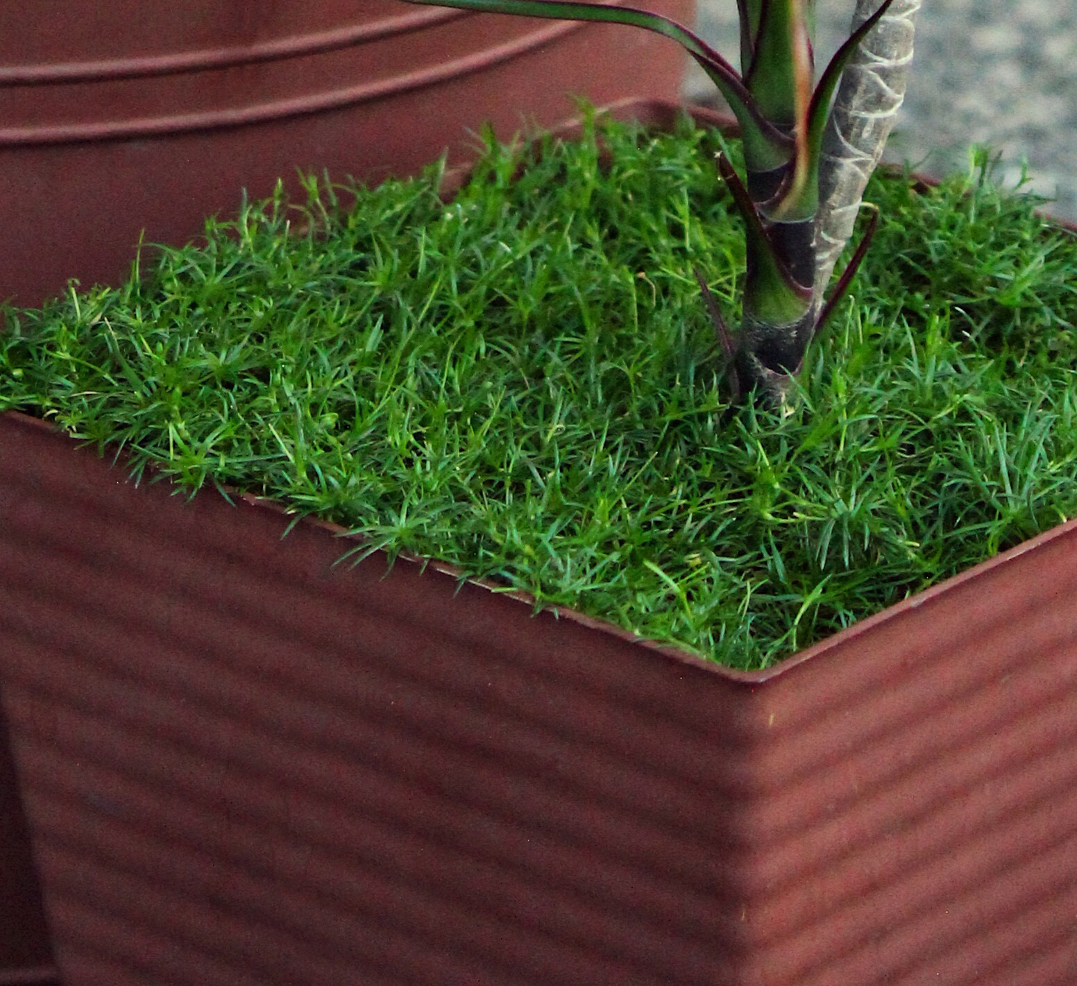200+ SEEDS Bonsai topper terrarium grass mat forming – IRISH MOSS Sagina family