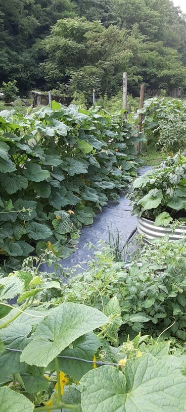 50 Organic Non-GMO Japanese Chirimen winter squash seeds- Seeds of Tomorrow