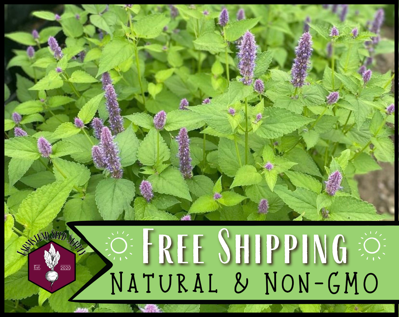 1000+ Anise Hyssop Flower Seeds | Wildflower Garden Seed Packet for Pollinators