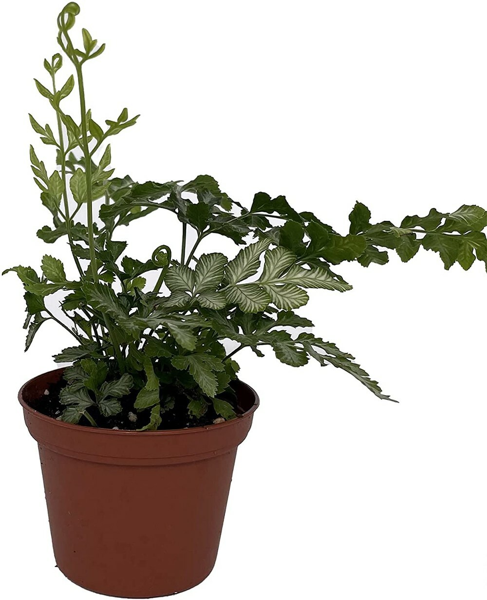 Ensiformis Lace Pteris Silver Table Fern Easy Τo Grow House Live Plant 2.5″ Pot