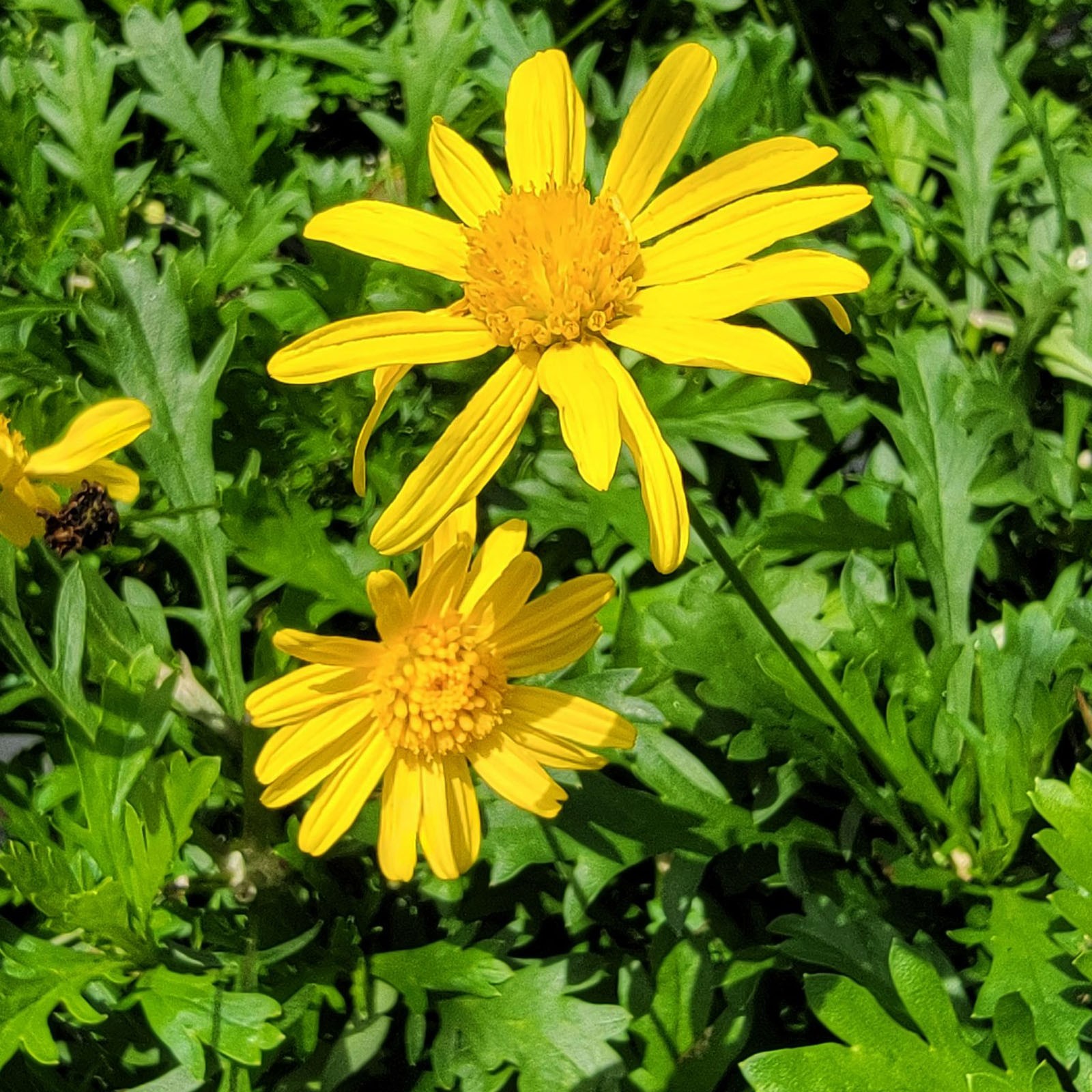 African Bush Daisy Live Plant Perennial Prolific Bloom Bright Yellow Flowers