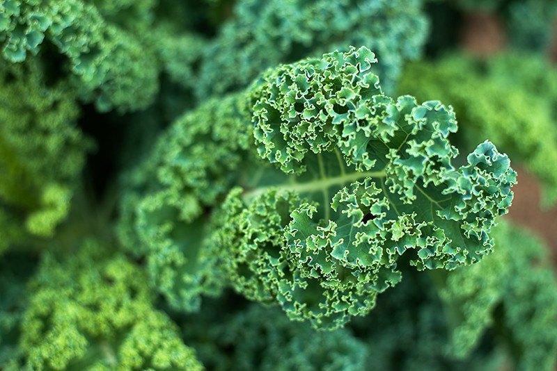 Dwarf Blue Curled Scotch Kale Seeds, NON-GMO, Blue Vates, FREE SHIPPING