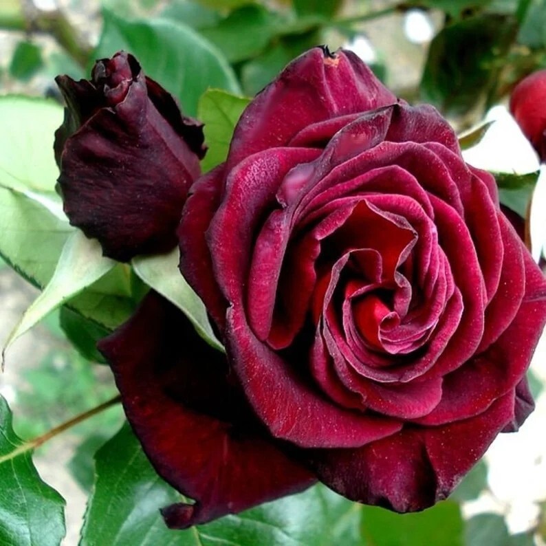 Black Bacara Rose Bush 50 or 100 Seeds~Rare-Free Shipping-USA Seller