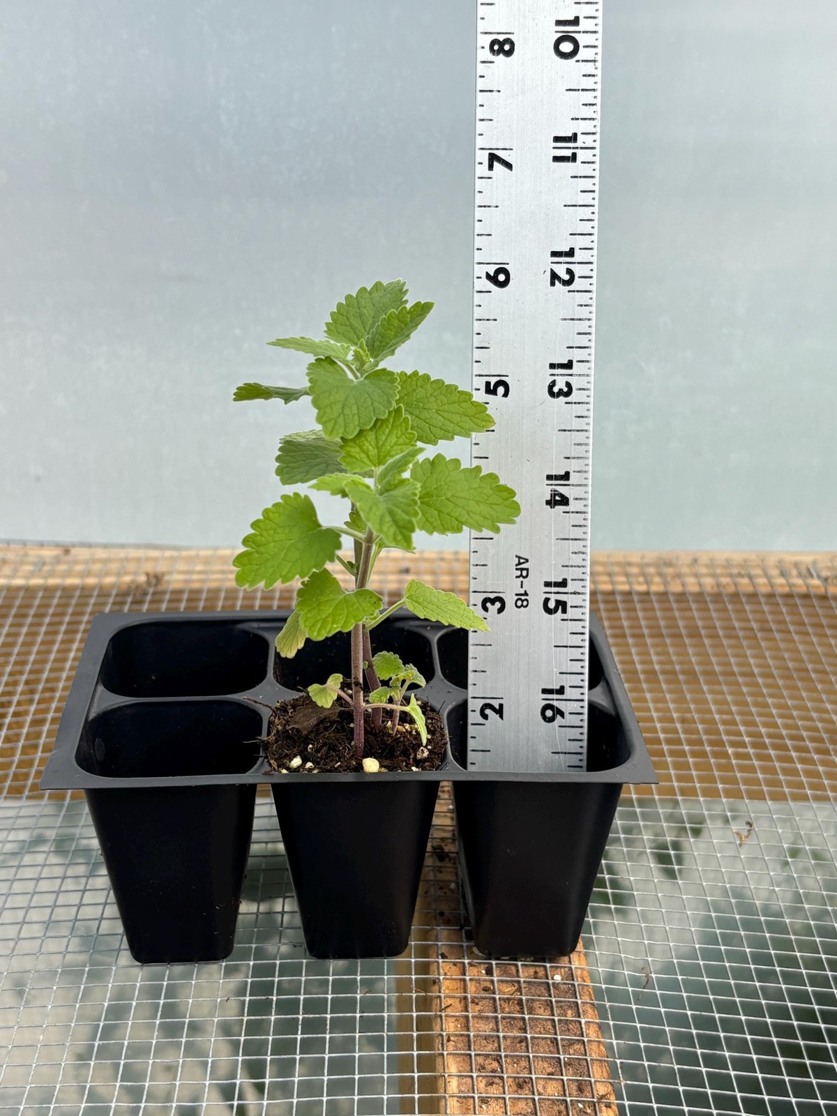 Catnip Live Plant – Seedlings/Plugs and Plants – 3″- 12″ tall – 30-60+ days