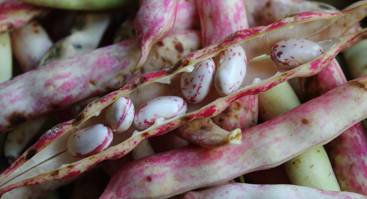 Pinto Bean, NON-GMO, Dry Shelling, Speckled Bean, Refried Beans, FREE SHIPPING
