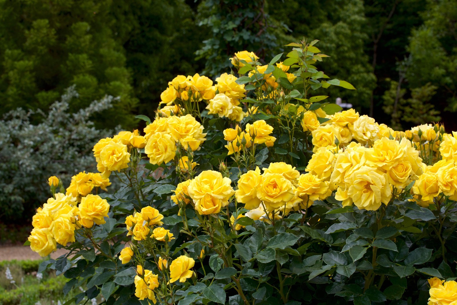 5 YELLOW ROSE Rosa Bush Shrub Perennial Flower Seeds *Flat S/H