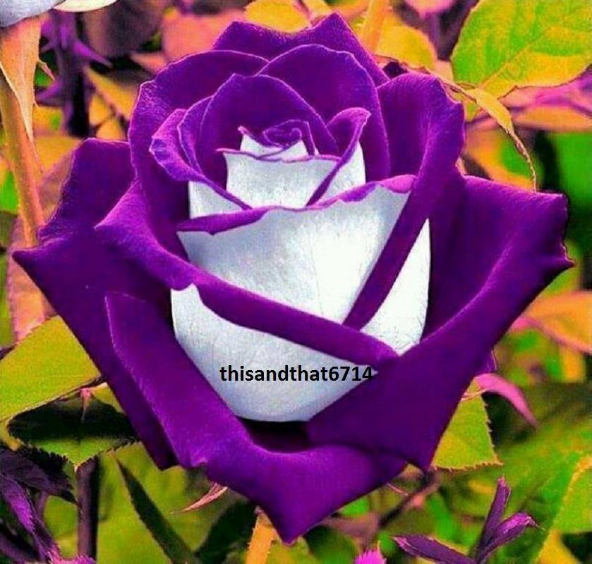 Purple Haze Rose Rose Bush 20 or 100 Seeds~Rare-Free Shipping-USA Seller