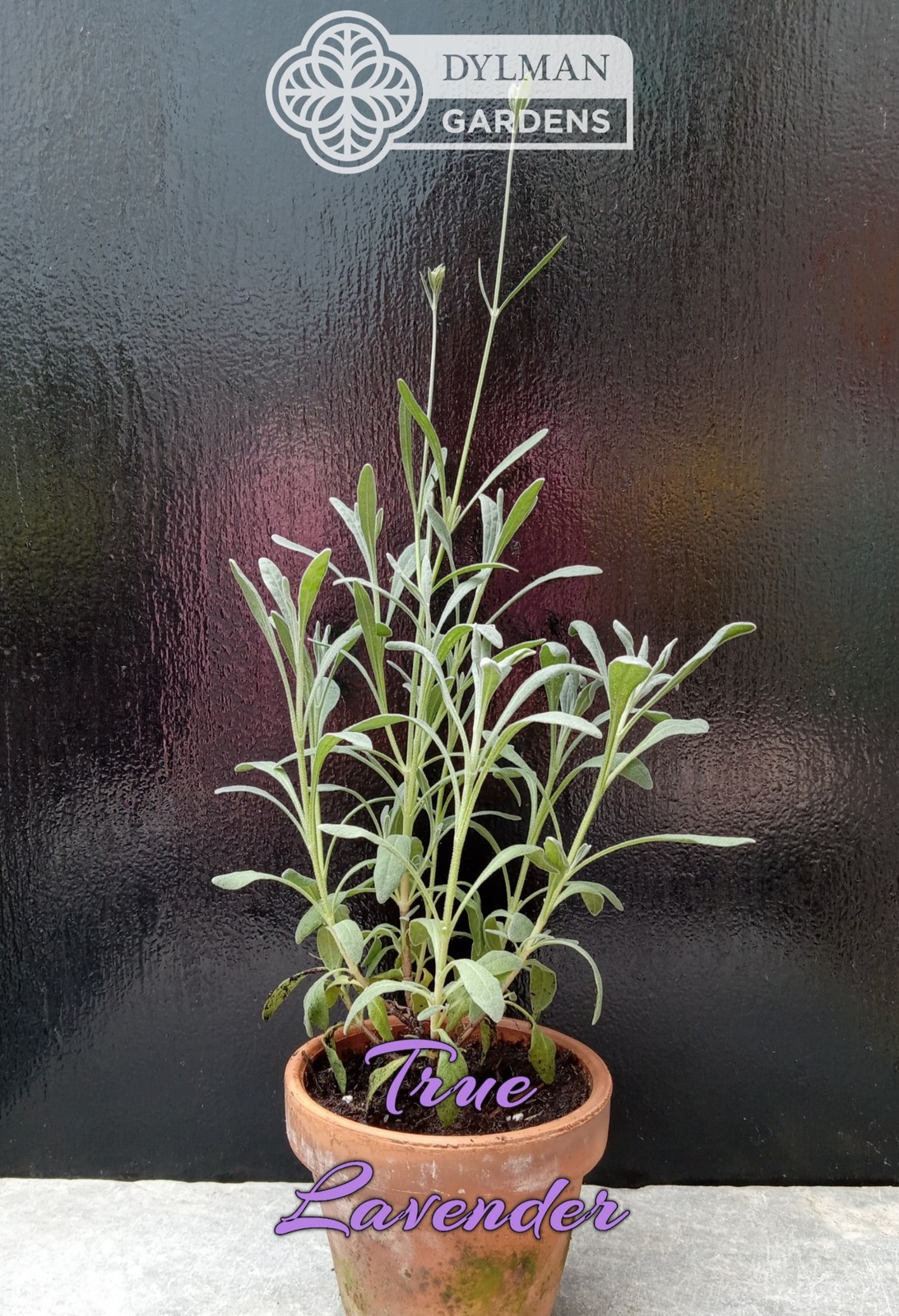 True Lavender (Lavandula angustifolia) Herb – Dwarf Lavender – Multiple Sizes