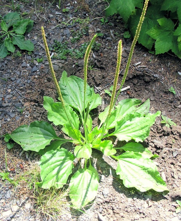 Broadleaf Plantain organic medicinal plant YANTEN Plantago major herb 100 seeds