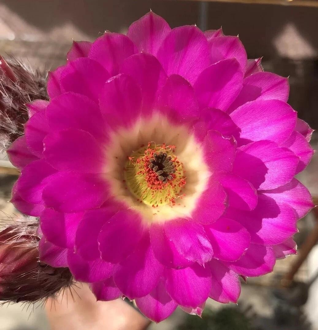 Echinocereus rigidissmus rubispinus Rainbow Hedgehog Cactus Succulent Plants
