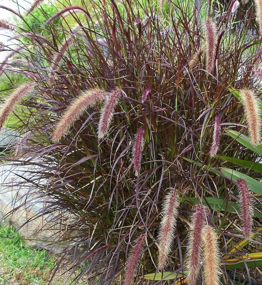 PURPLE FOUNTAIN GRASS, Ornamental Pennisetum Setaceum, Dark Burgundy (30 Seeds)