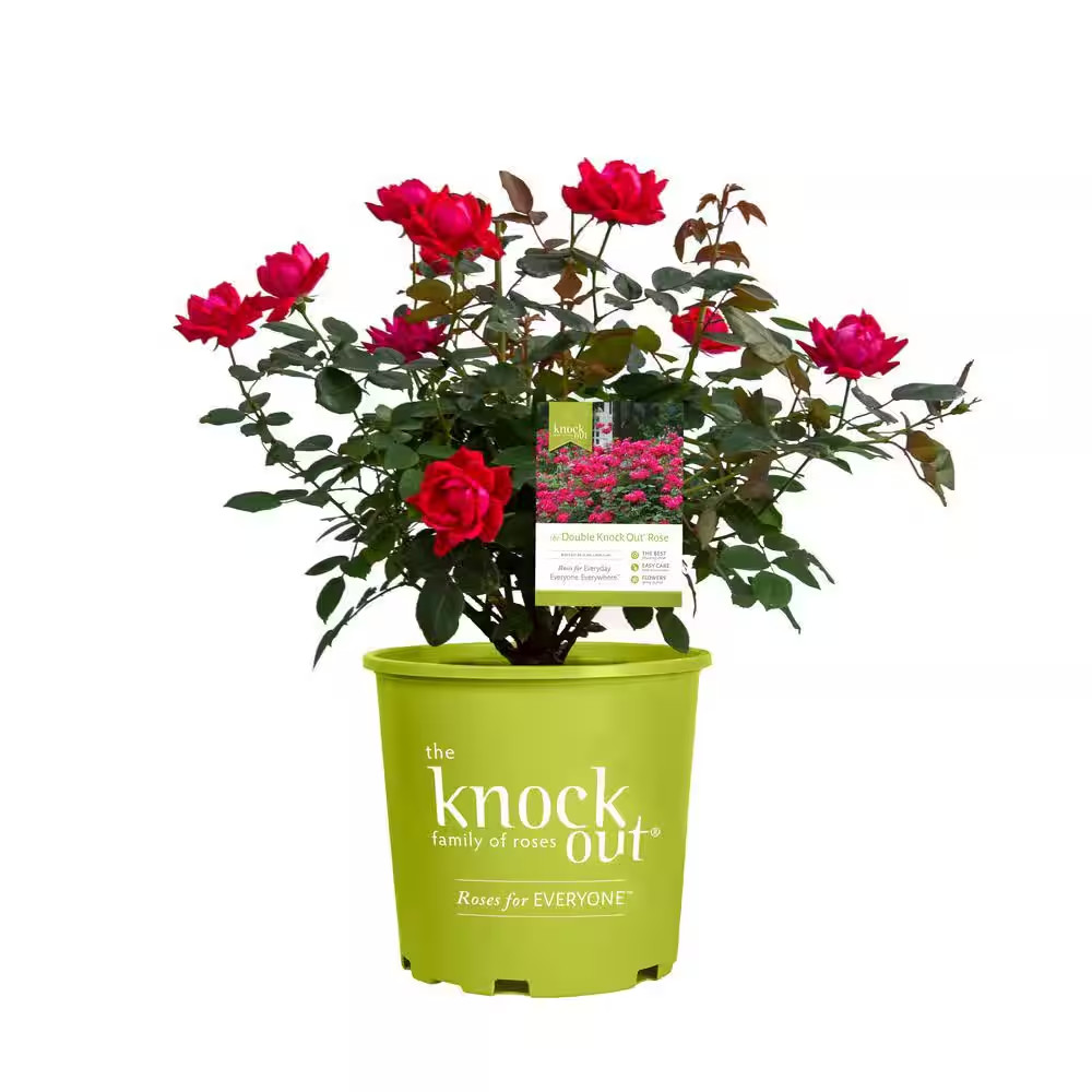 2 Gal. Red Double Rose Bush with Red Flowers