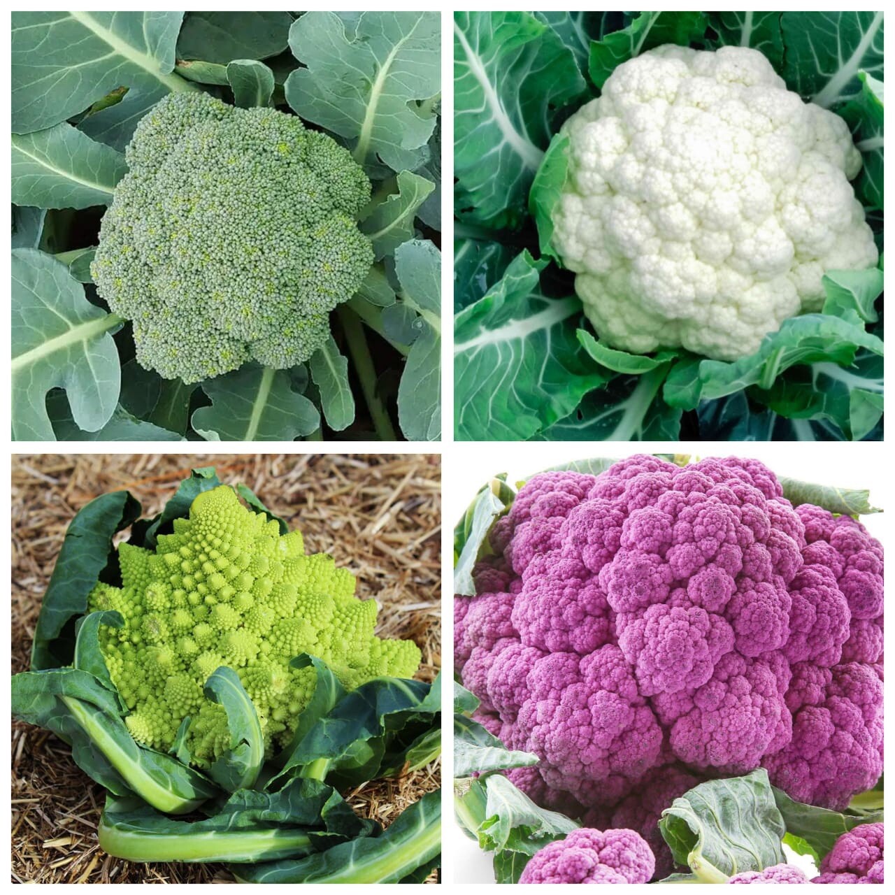 Rainbow Blend Cauliflower – Broccoli Mixed Colors | 300 Seeds | NON-GMO, USA