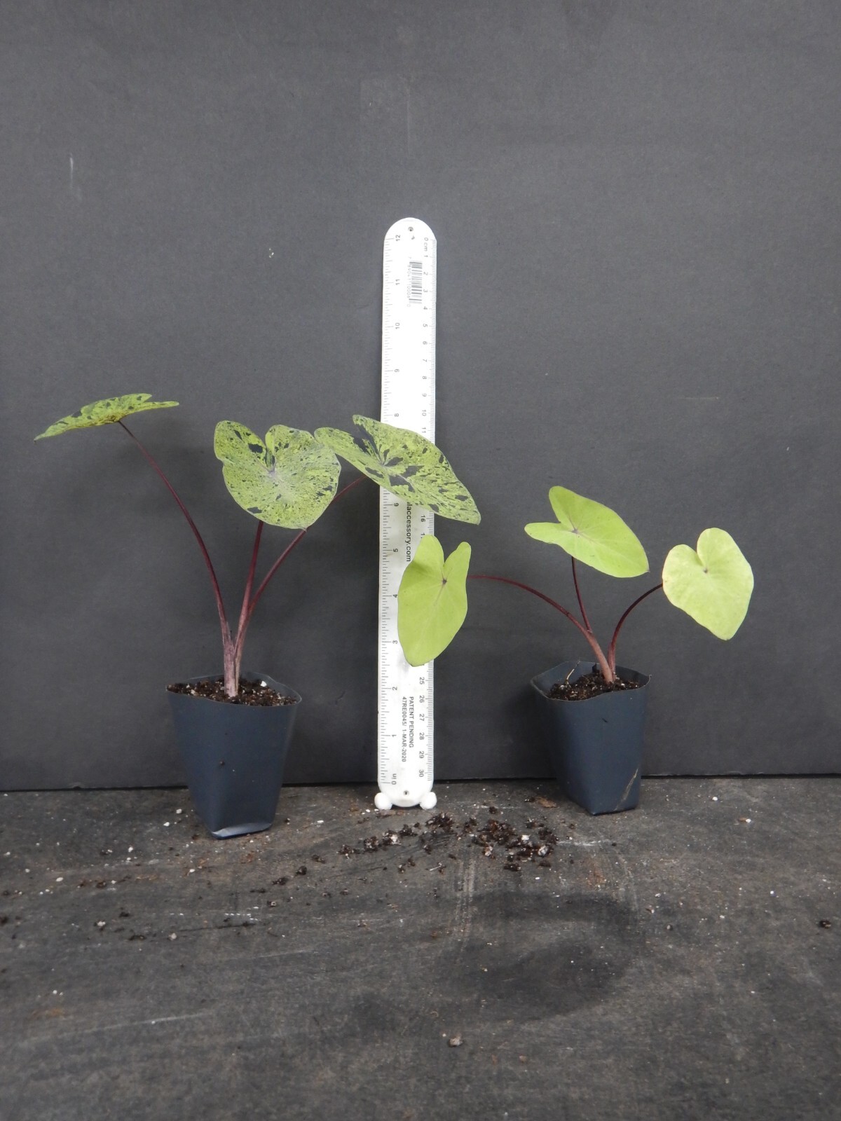 **MOJITO** Elephant Ear Colocasia Esculenta Starter Plant**USA Seller**