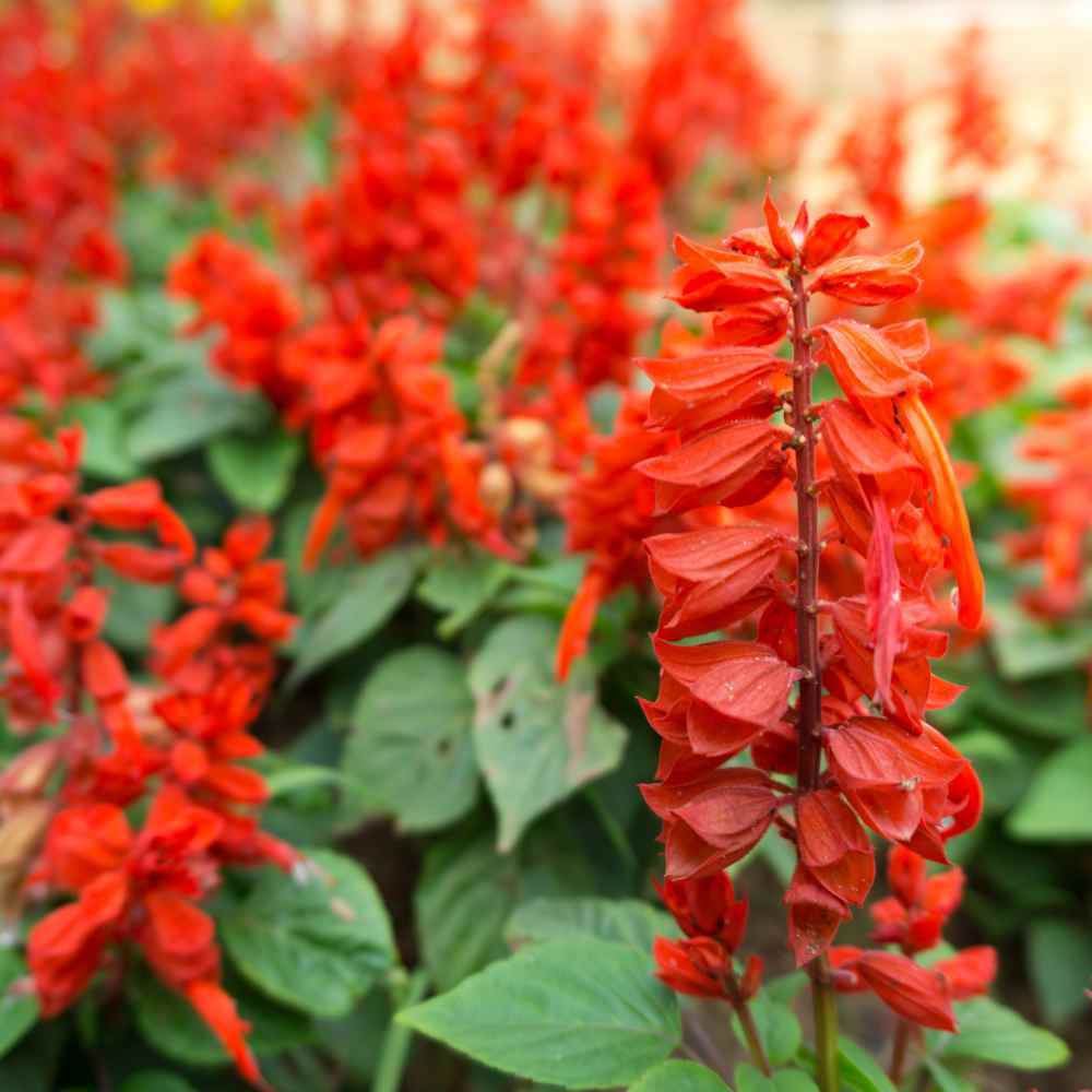 Scarlet Sage Seeds 100+ Salvia Coccinea Herb NON-GMO PERENNIAL FREE SHIPPING