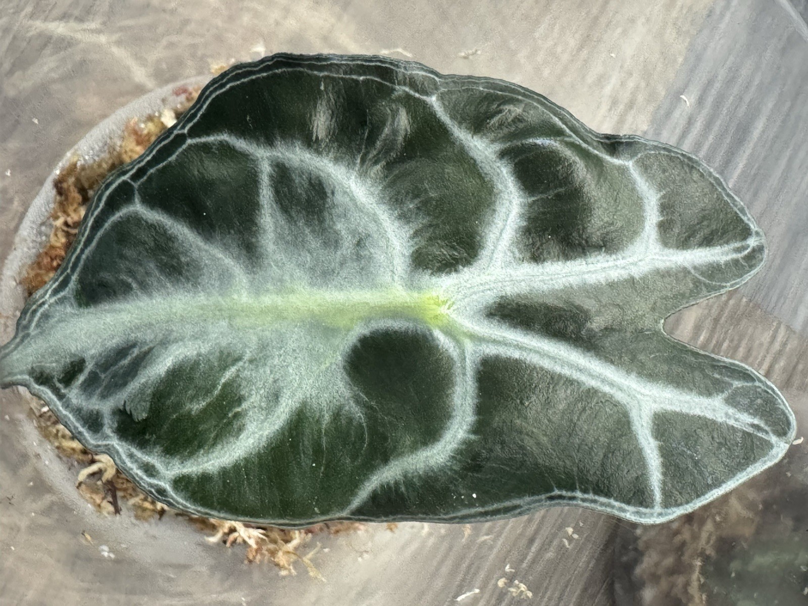 Venom Alocasia revert Sellers Choice from Pink variegated Strain Live Plant
