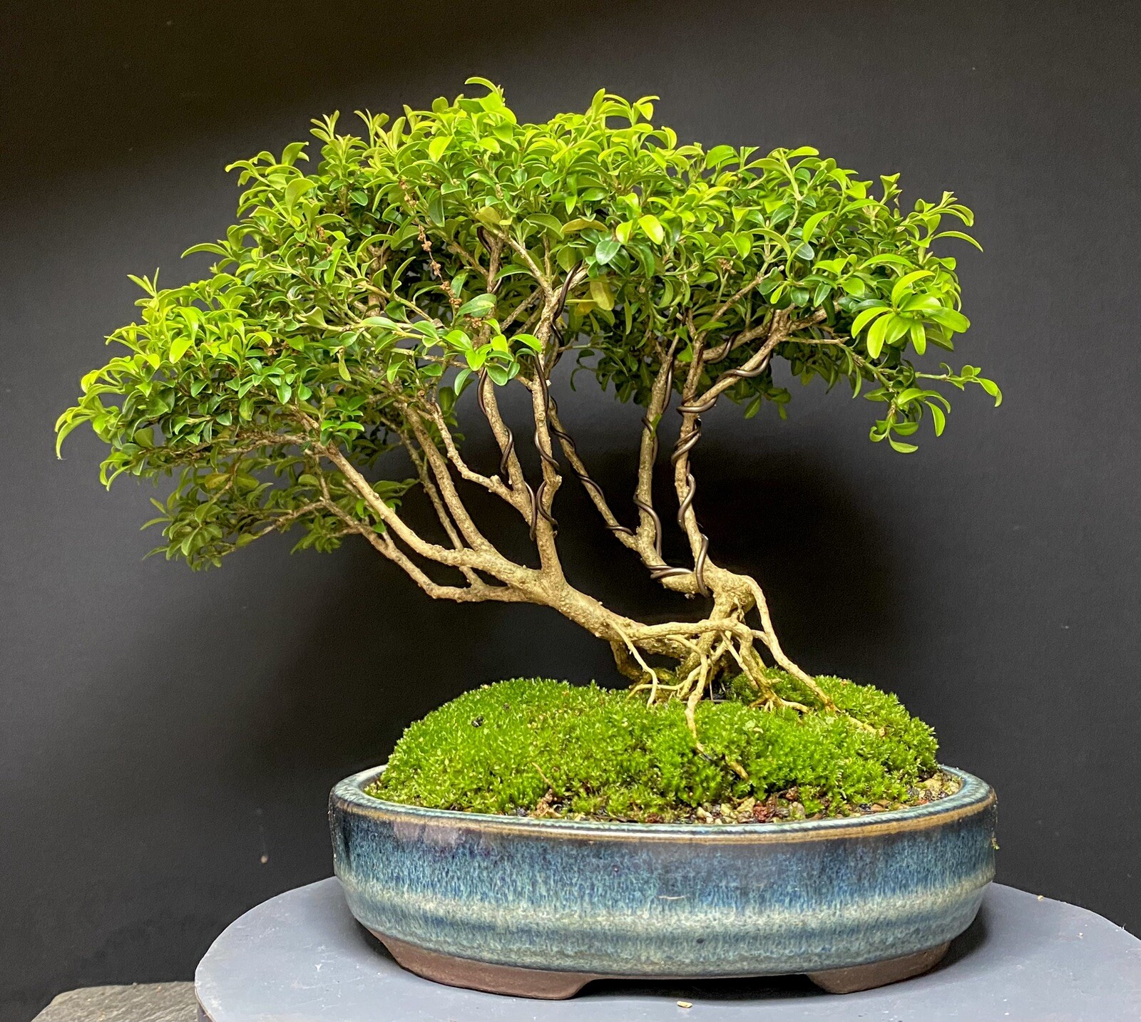 Bonsai Tree Kingsville Boxwood Forest 10-12 Years Old 9” Tall Blue Chinese Pot