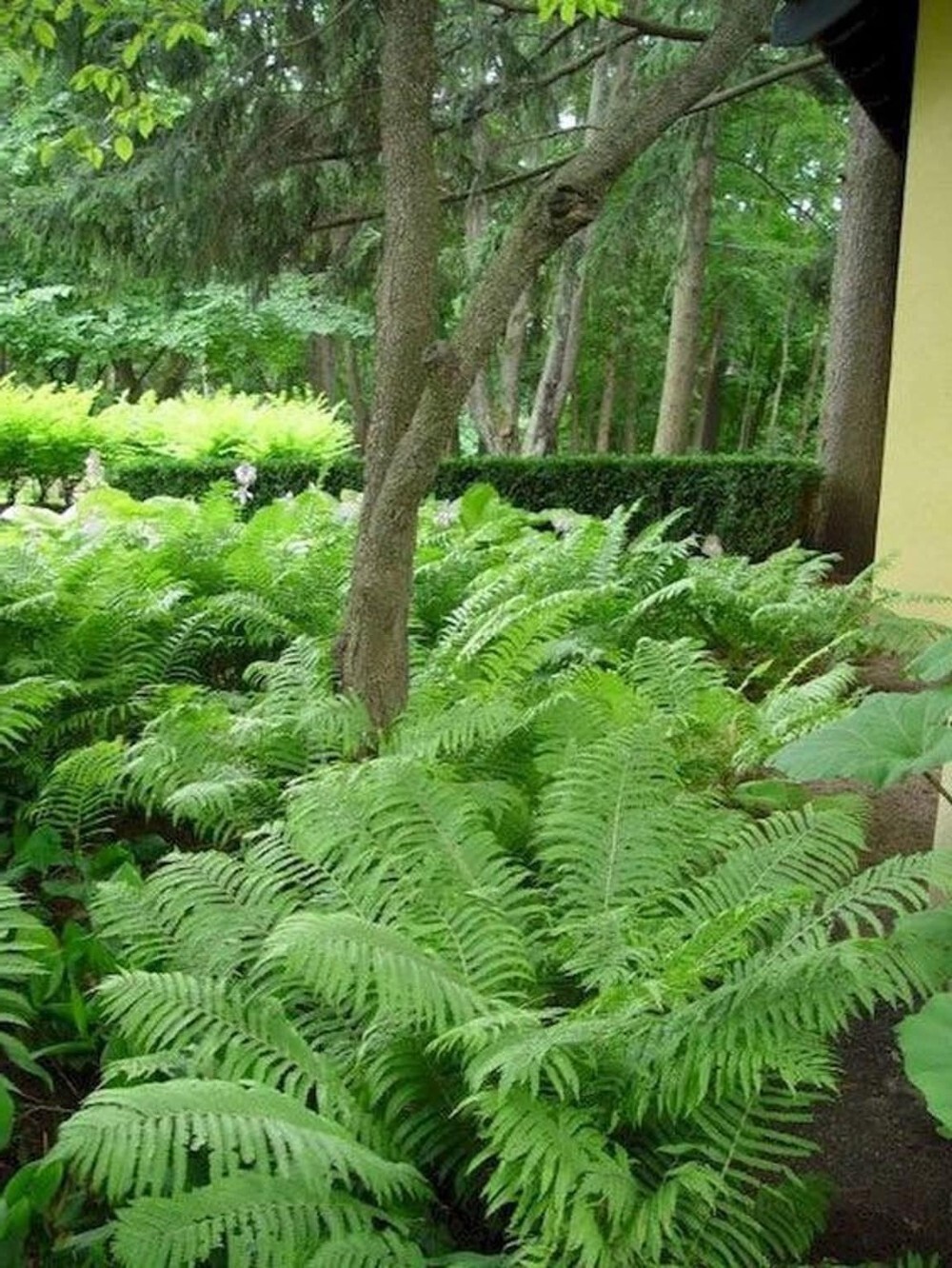 Matteuccias Ostrich Struthiopteris Perennial Transplant Fiddleheads 5 Bare Roots