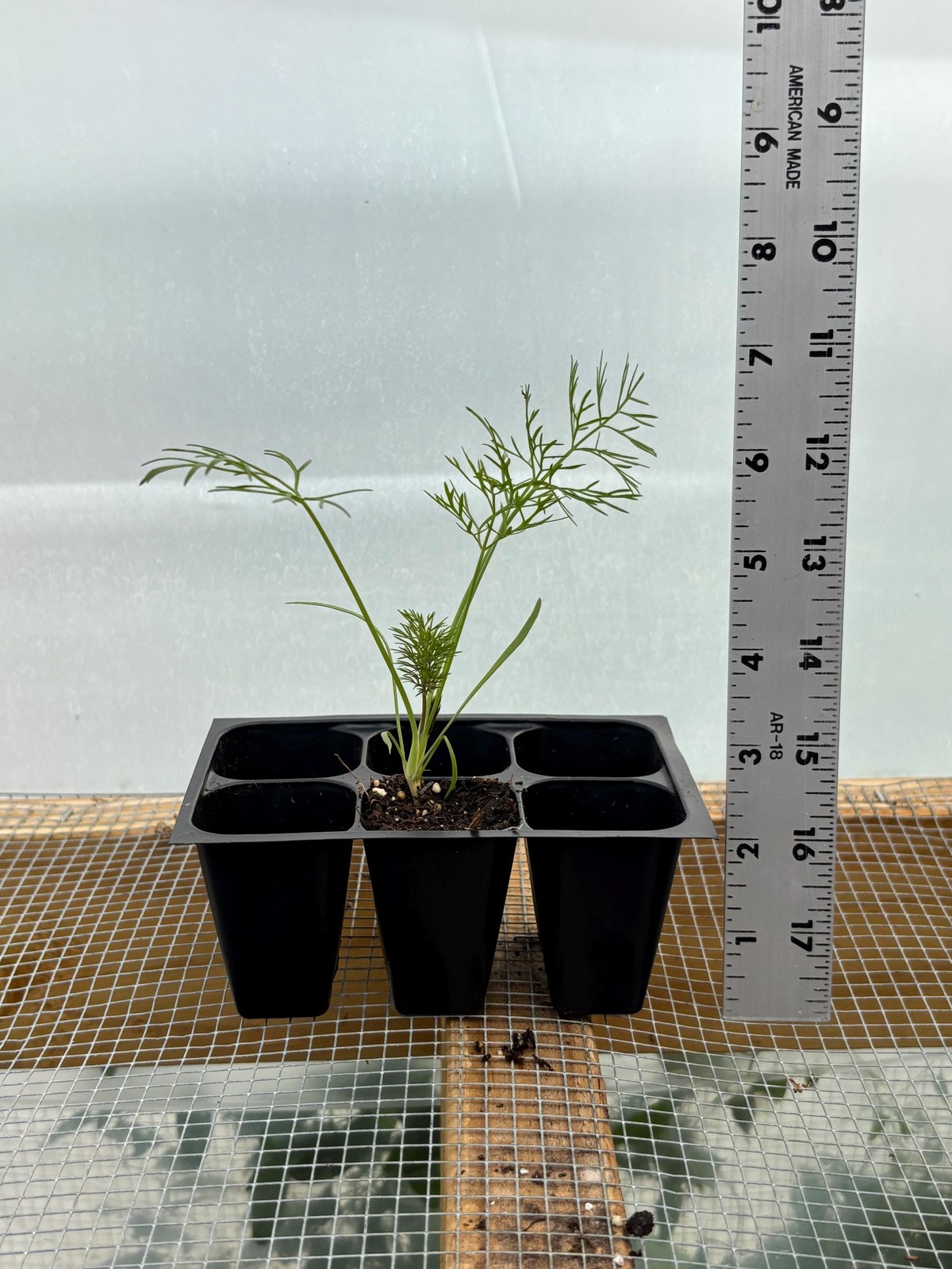 Fennel Live Plant – Seedlings/Plugs and Plants – 3″- 12″ tall – 30-60+ days old