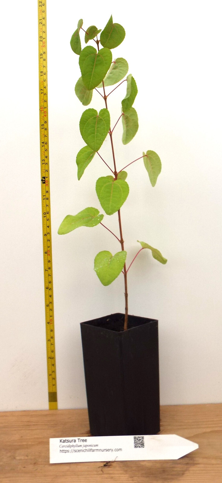 Katsura Tree – 15-20 Inch Potted Tree