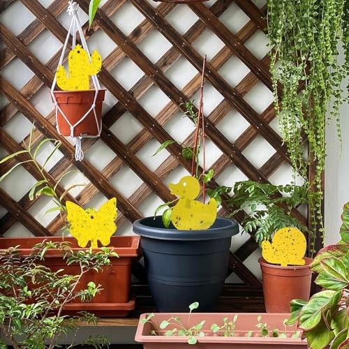 Gideal 36-Pack Dual-Sided Sticky Traps for Flying Insects – Fungus Gnats