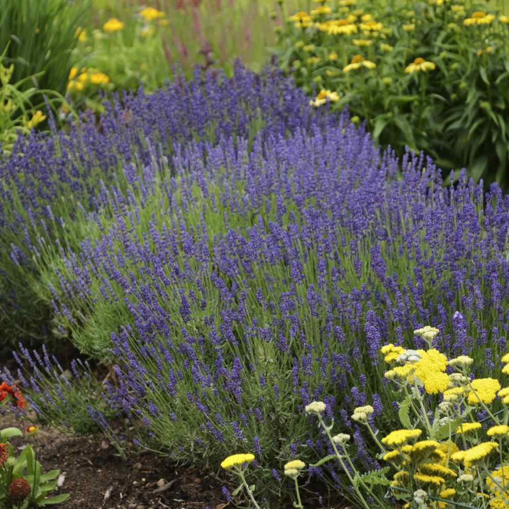 2000 Seeds Lavender Hidcote Drought Tolerant Herb Garden Plants For Xeriscaping