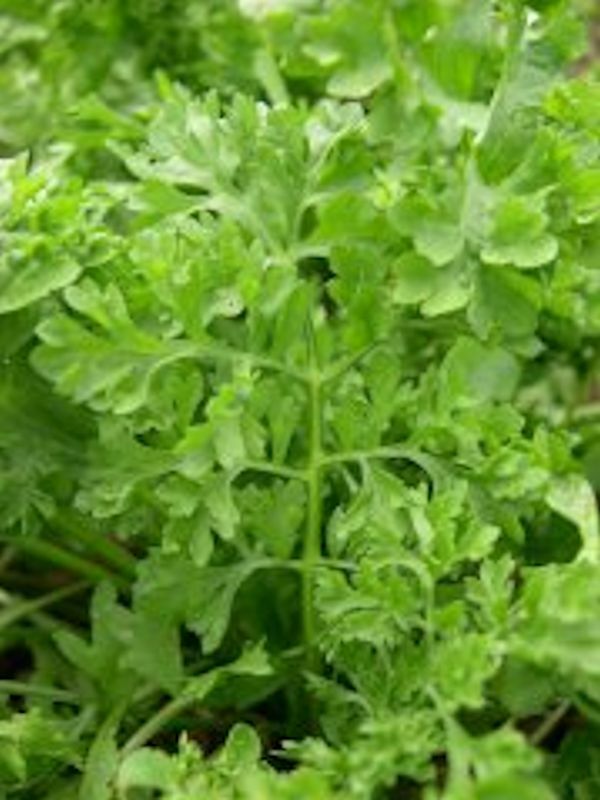 3000 Curled Garden Cress Seeds Non-GMO Heirloom | USA Seller