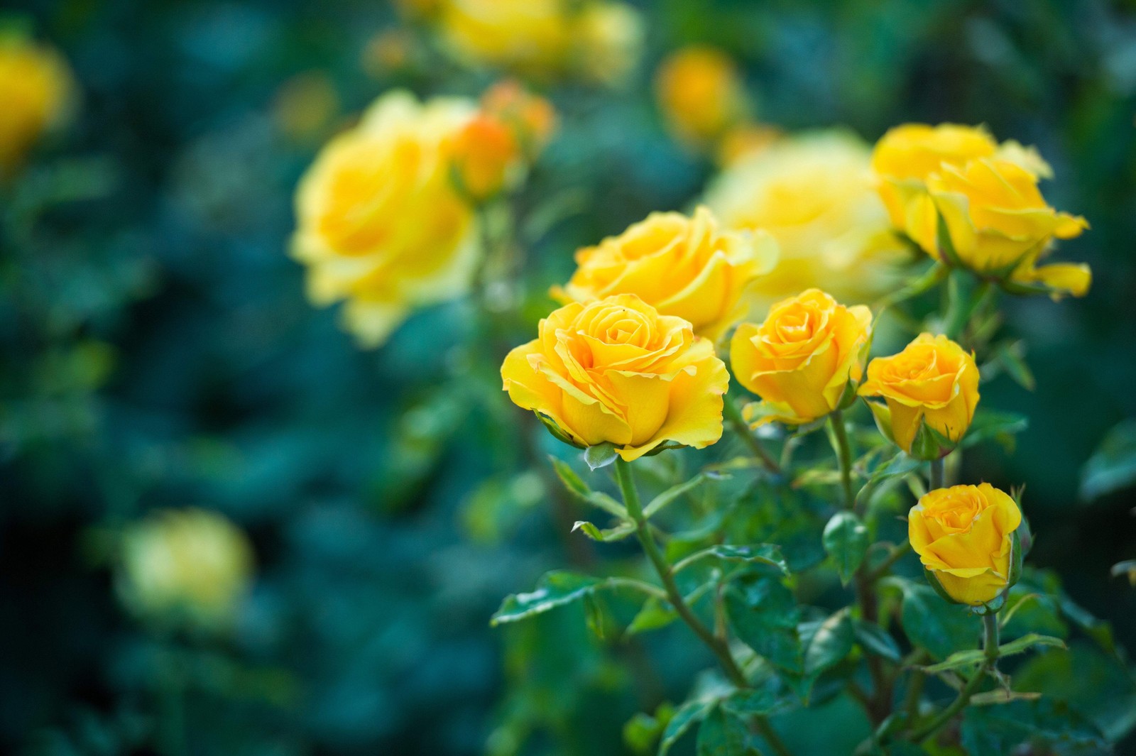 5 YELLOW ROSE Rosa Bush Shrub Perennial Flower Seeds *Flat S/H