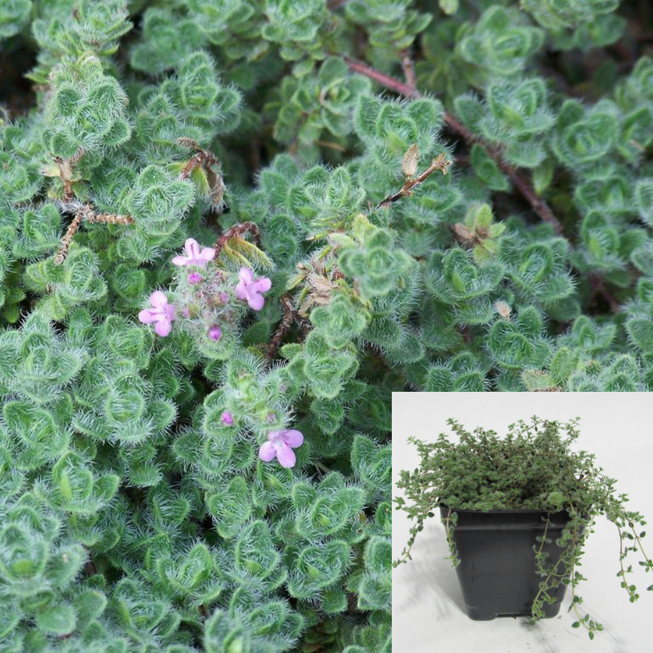 Thyme Woolly 4inches Pot Thymus Seudolanuginosus Ground Covering Live Plant Ht7