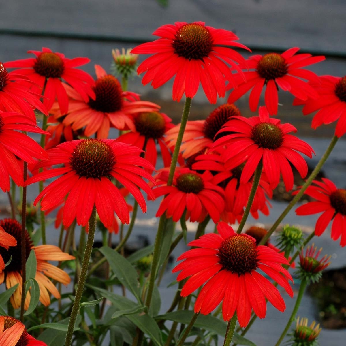 50 Red Salsa Coneflower Seeds Echinacea Perennial Seed Flowers US SELLER