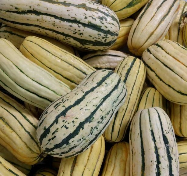 DELICATA SQUASH SEEDS 15+ WINTER SQUASH Vegetables GARDEN healthy FREE SHIPPING
