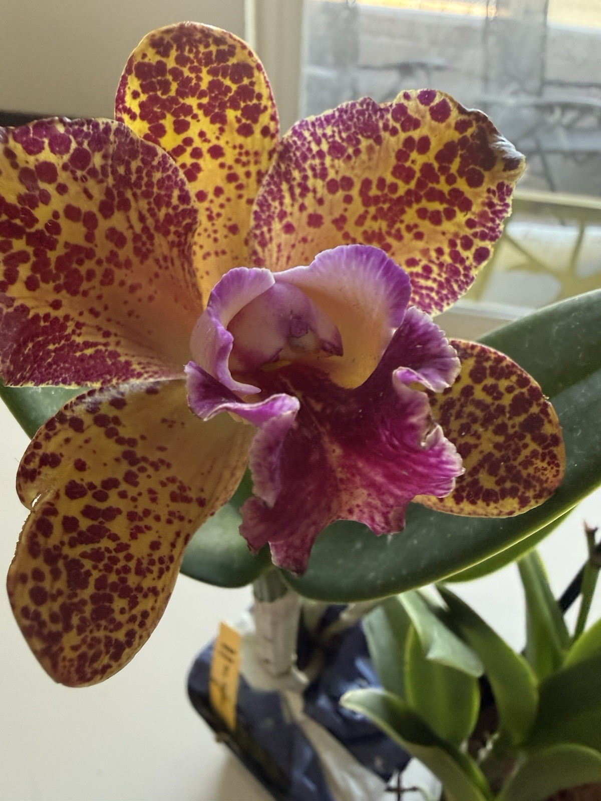 ORCHID Plants 4 Cattleya bloom size with Label