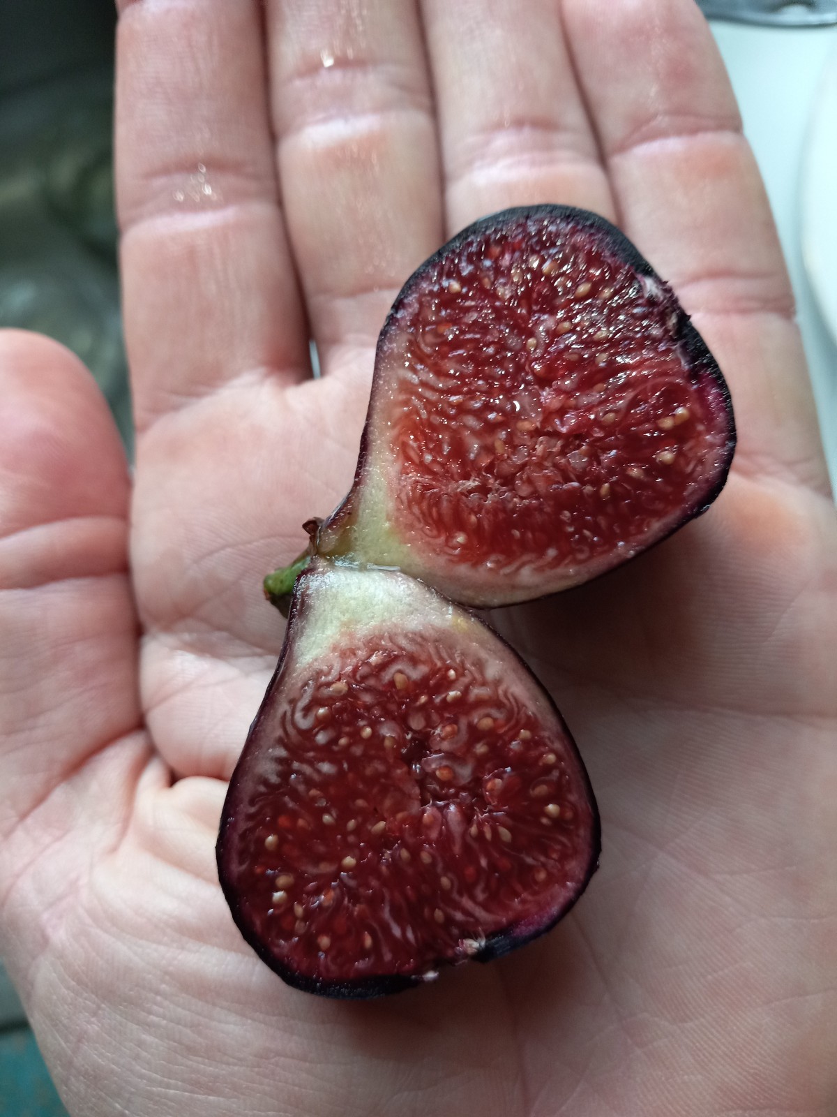 Petite Negra Fig Tree Dwarf Very Productive Good roots in 4×4″ pot, 6-10″ Tall