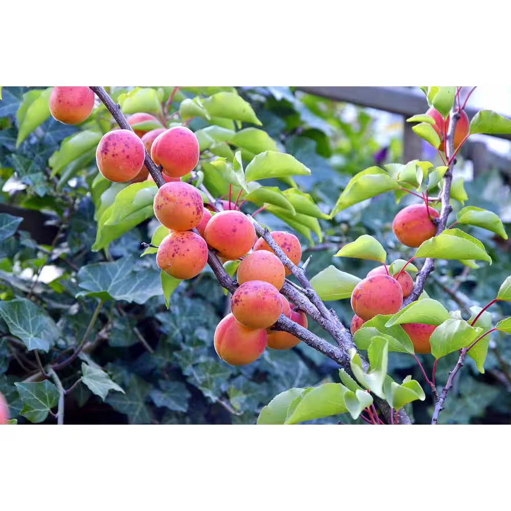 Dwarf Moorpark Apricot Tree – Largest and Sweetest Apricots (Bare-Root, 3 ft. to