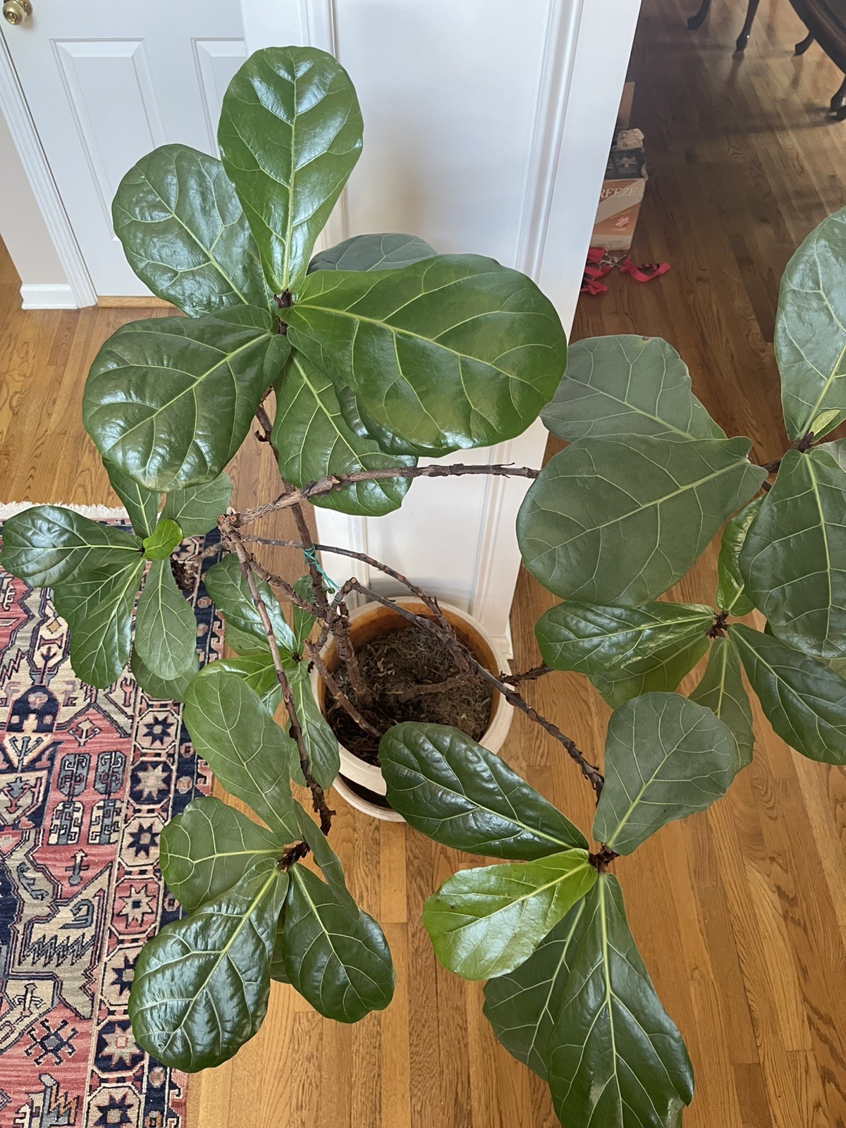 LIVE FIDDLE LEAF FIG TREE WITH POT