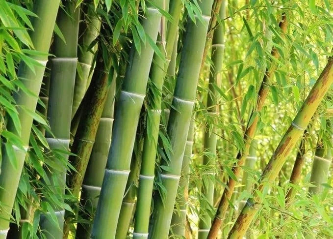 Giant Green Bamboo Seeds for Planting – 100 Bamboo Seeds Fast Growing